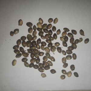 Regular Seeds