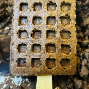 Regular Waffle