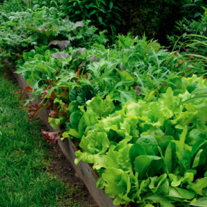 Leafy Vegetables