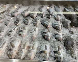 Fresh fish and shrimp
